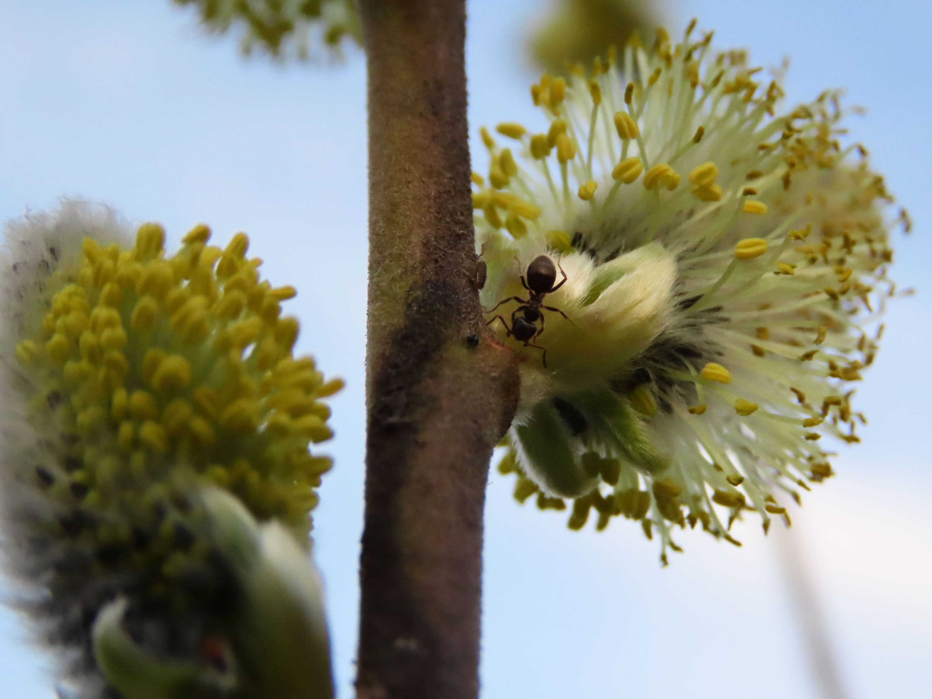 IMG_0748 bahniatka mravec